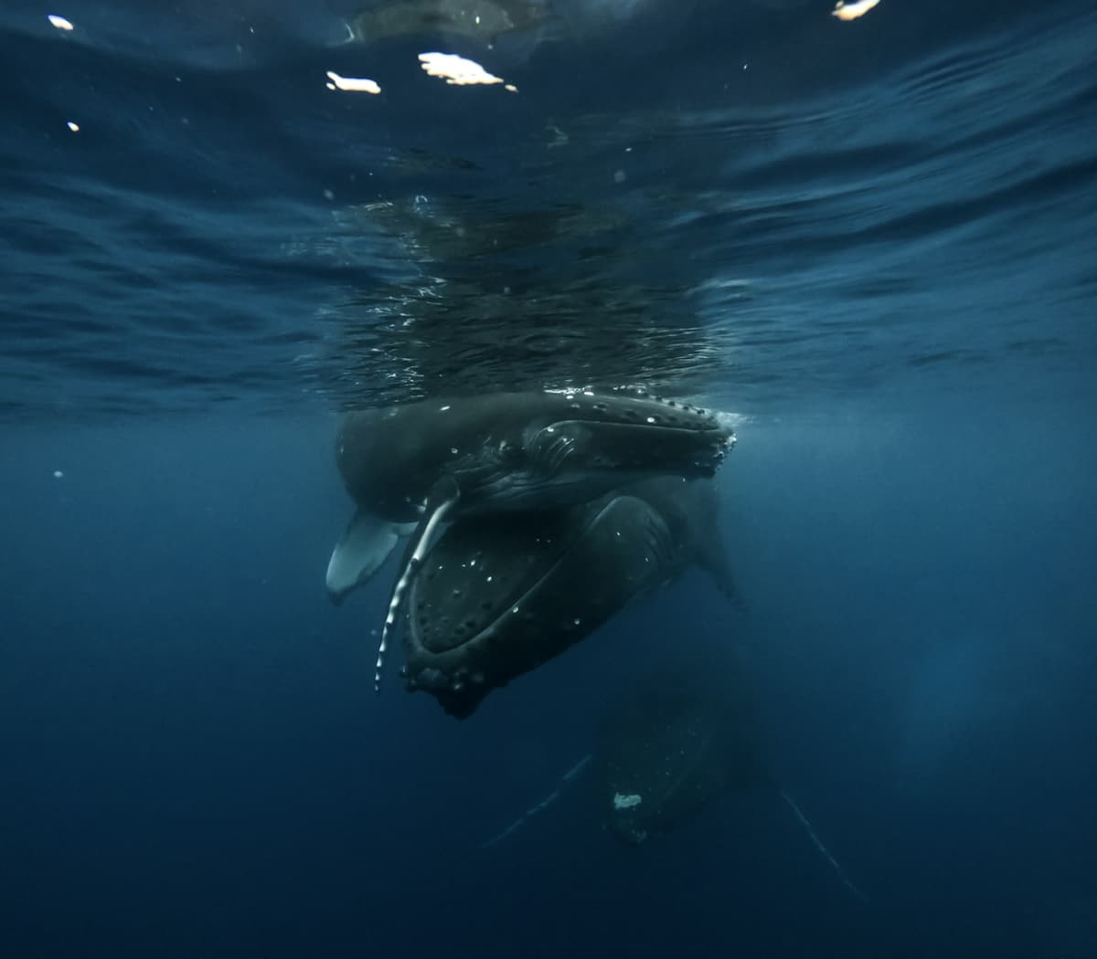 Cape Verde for Divers: Whales, Sharks, and the Atlantic Crossroads