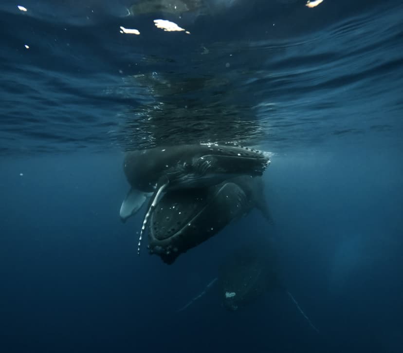 Cabo Verde para buceadores: ballenas, tiburones y la encrucijada del Atlántico