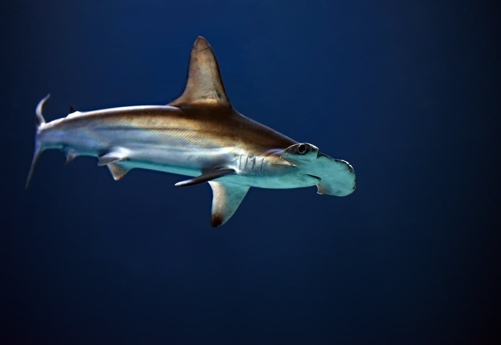 Cocos Island: The Definitive Guide to Hammerhead Heaven