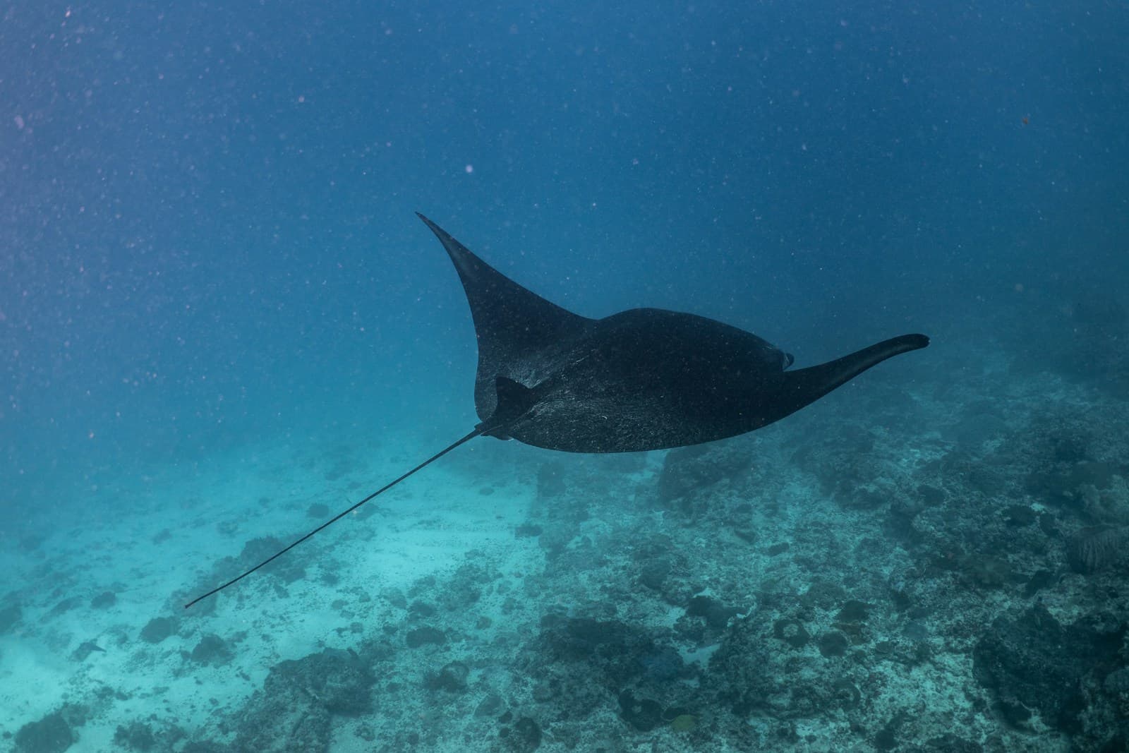 Socorro: The Definitive Guide to Giant Mantas and Humpback Whales