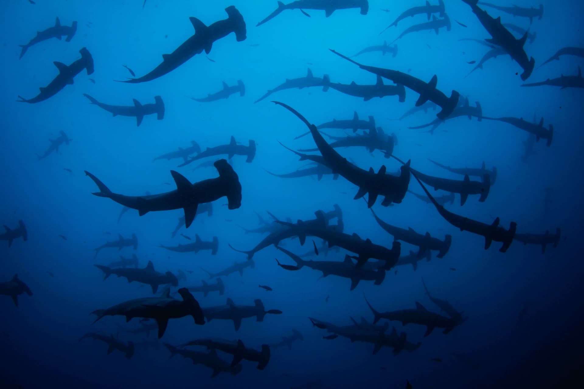 Galápagos vs Cocos Island: Which Liveaboard Is Right for You