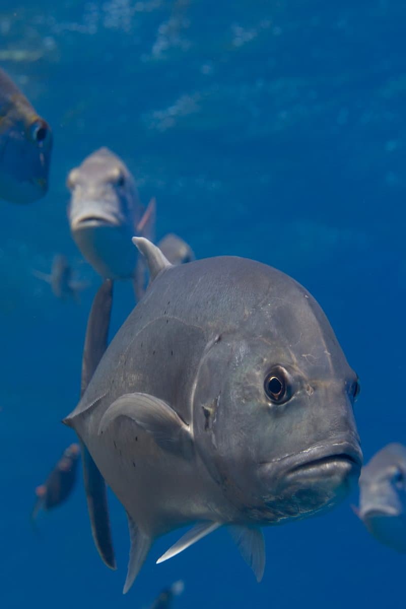 Red Sea · Offshore & Classic Routes