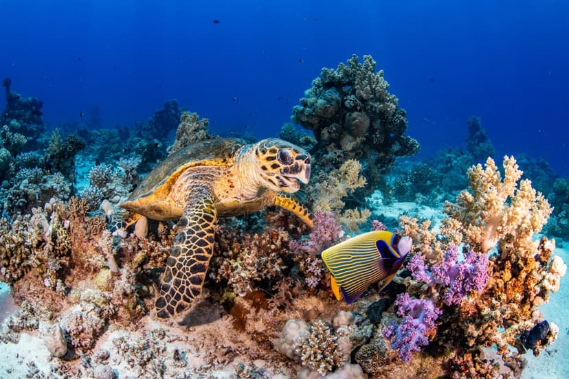 Rescue Diver Certification: Why It Changes Everything