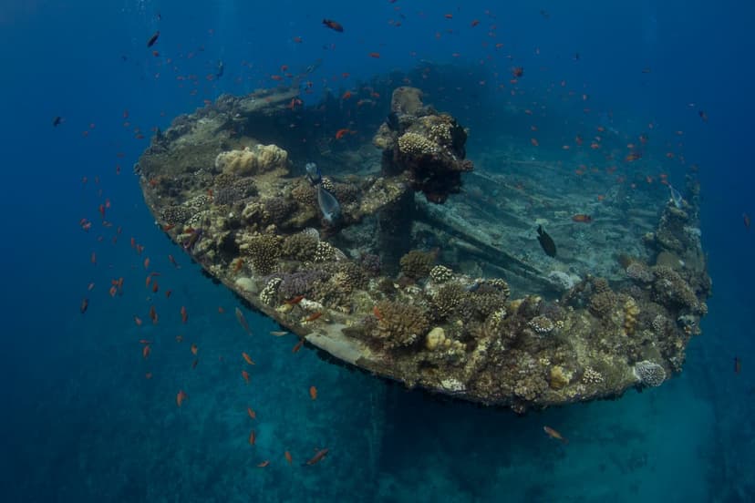 How Much Is a Red Sea Liveaboard? Real Prices by Route