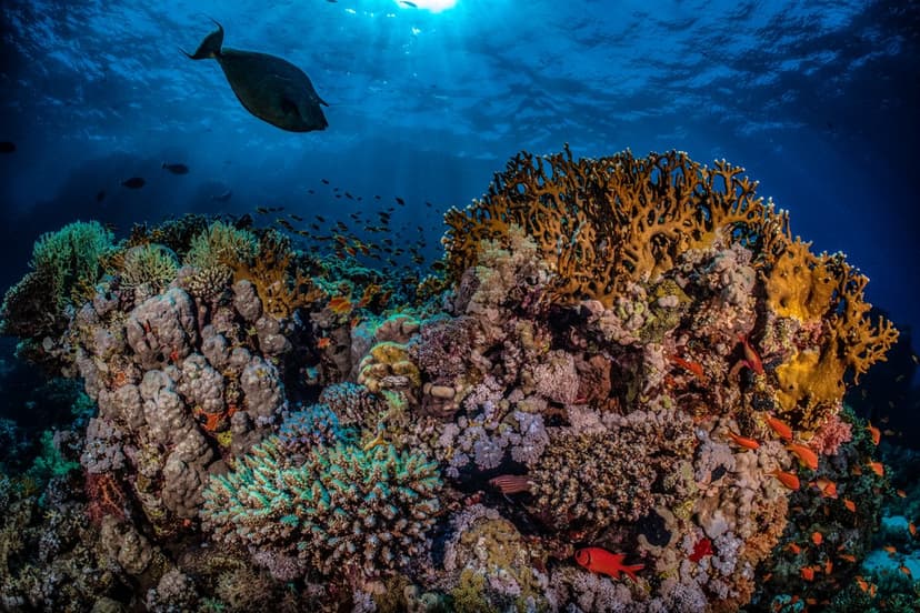 Best Airports for Liveaboard Diving: Routes and Transfer Tips