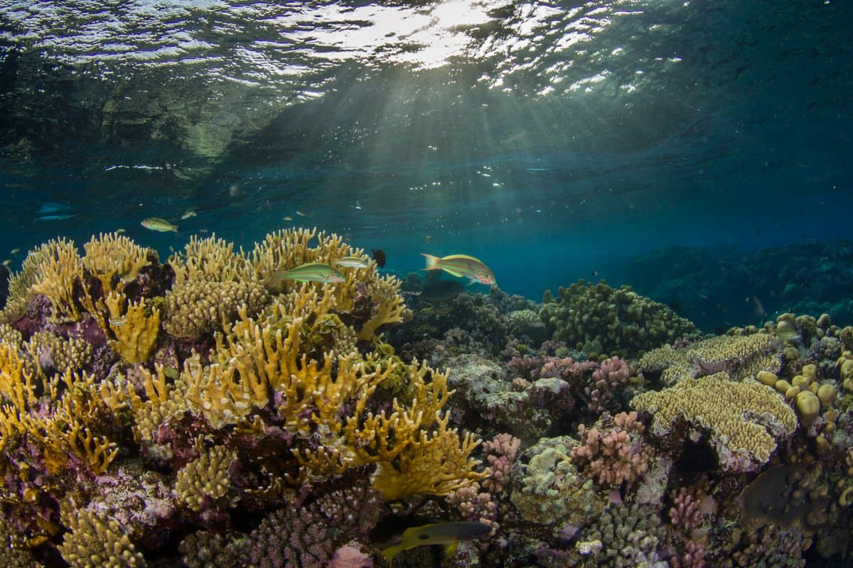 Red Sea diving — image 3