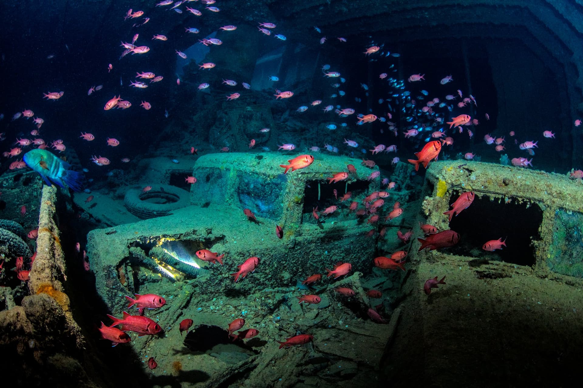 Northern Wrecks & Reefs, Red Sea