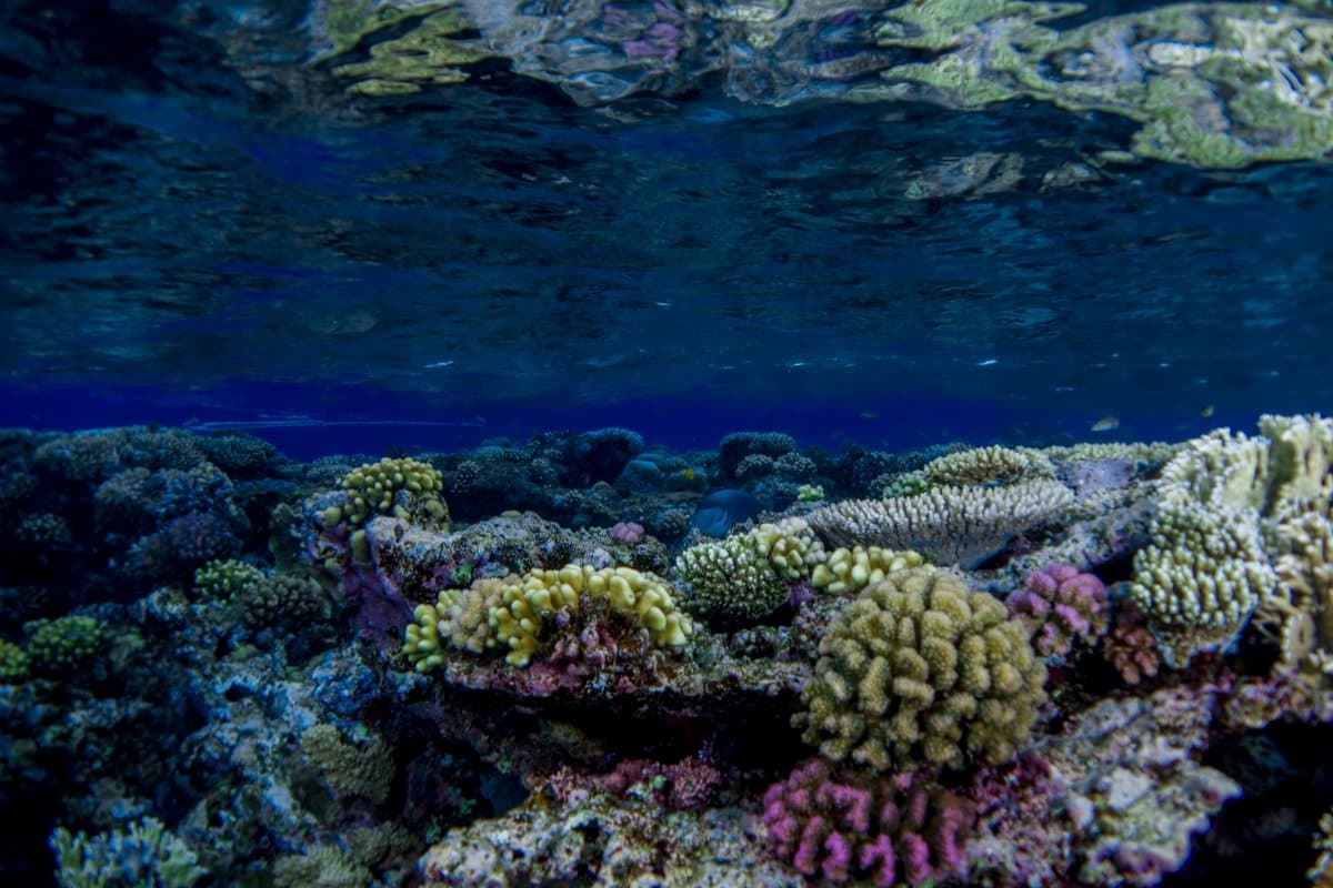 Blue Melody, Red Sea