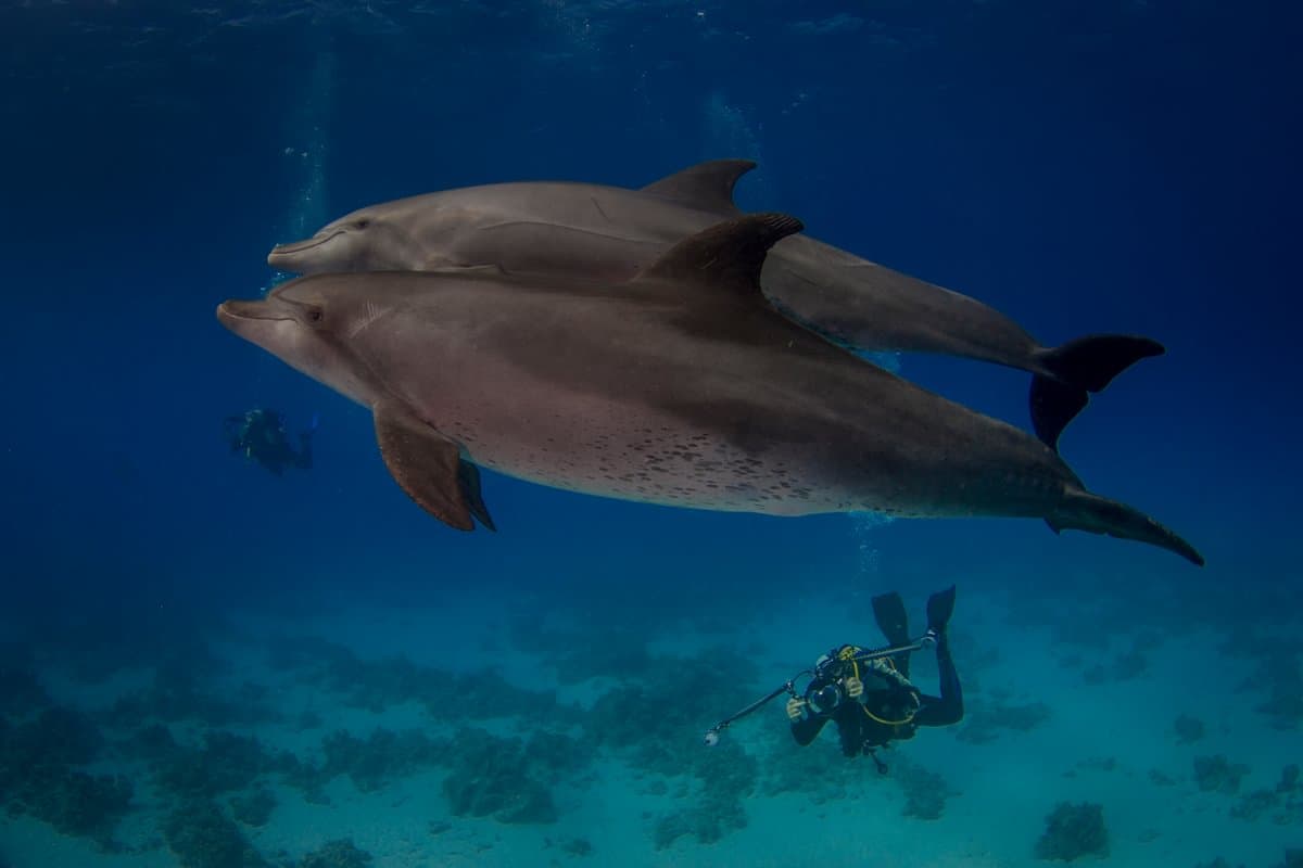 JP Marine, Red Sea