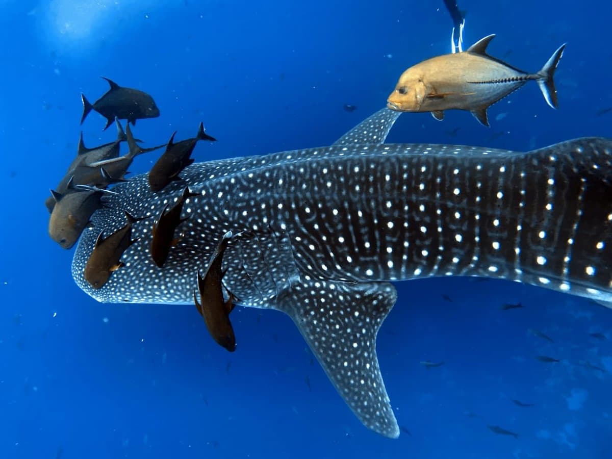 Galápagos diving — image 4