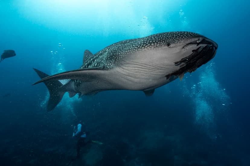 Galápagos · Big Animal & Current Diving