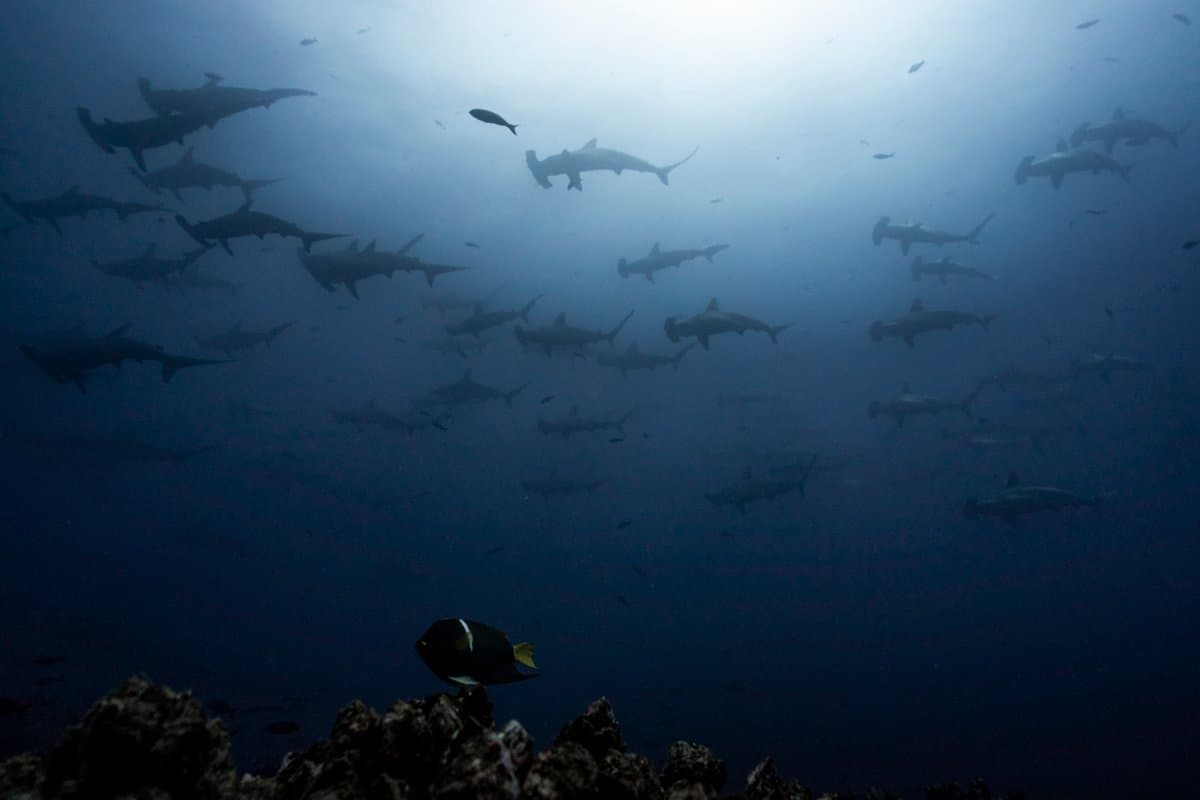 Mexico's Sea of Cortez: Jacques Cousteau's World Aquarium