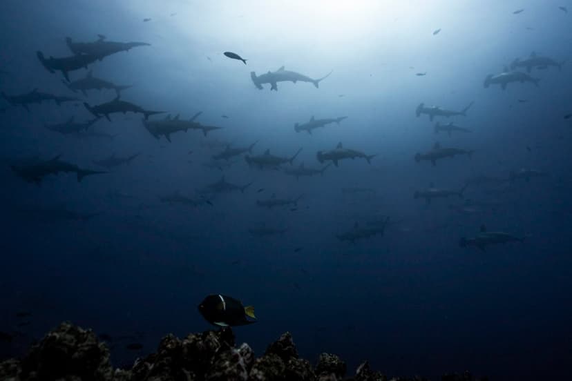 Mexico's Sea of Cortez: Jacques Cousteau's World Aquarium