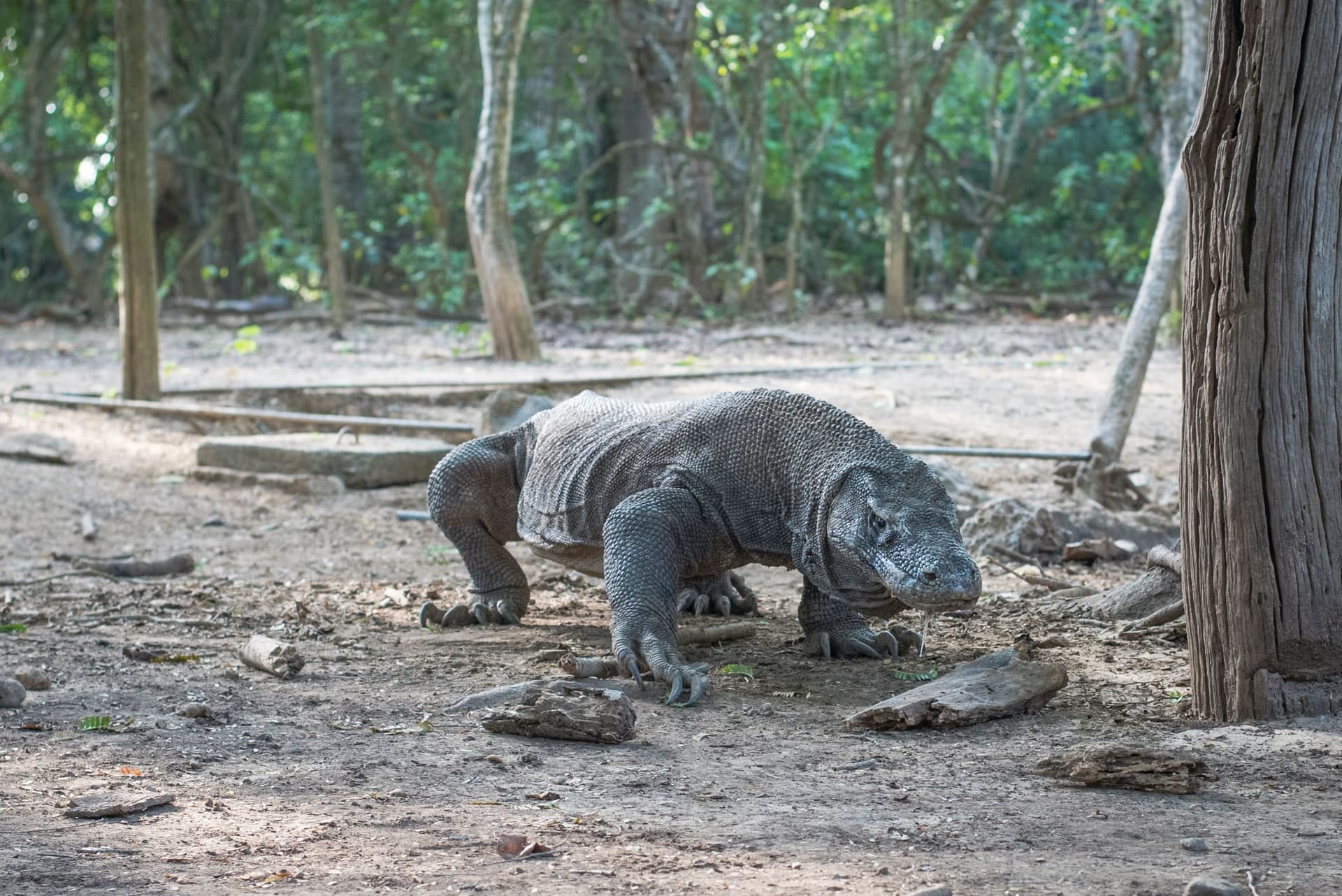 Komodo diving — image 2
