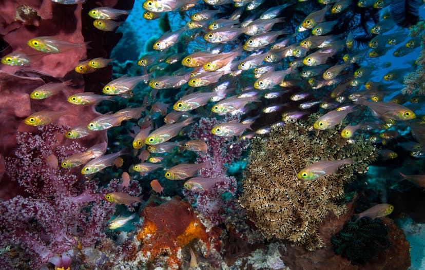 Indonesia Liveaboard for Beginners: What to Expect