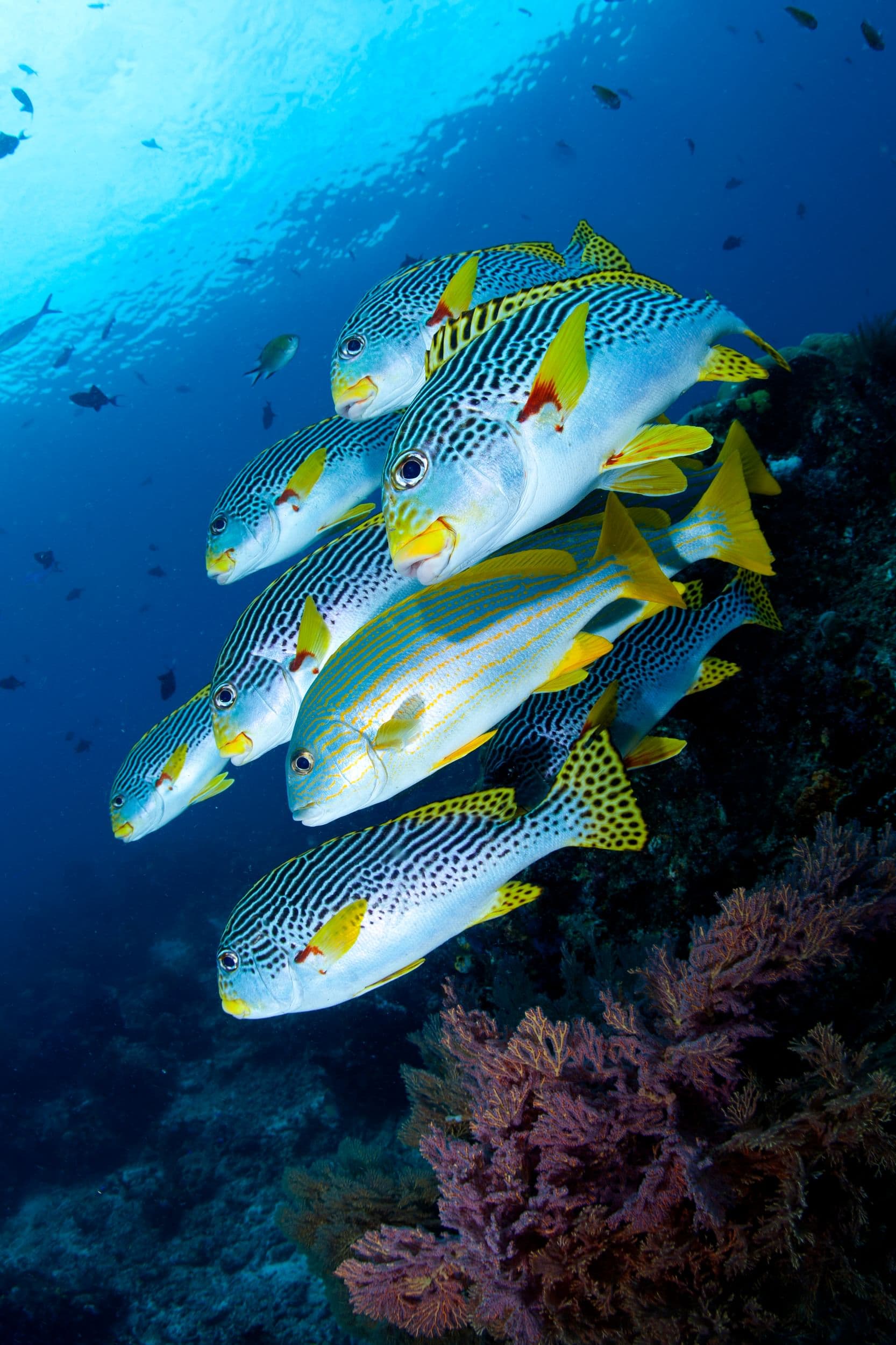 Seychelles · Granite Gardens & Whale Sharks