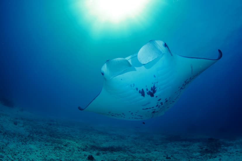 Raja Ampat Liveaboard Costs: From Value Boats to the Far South