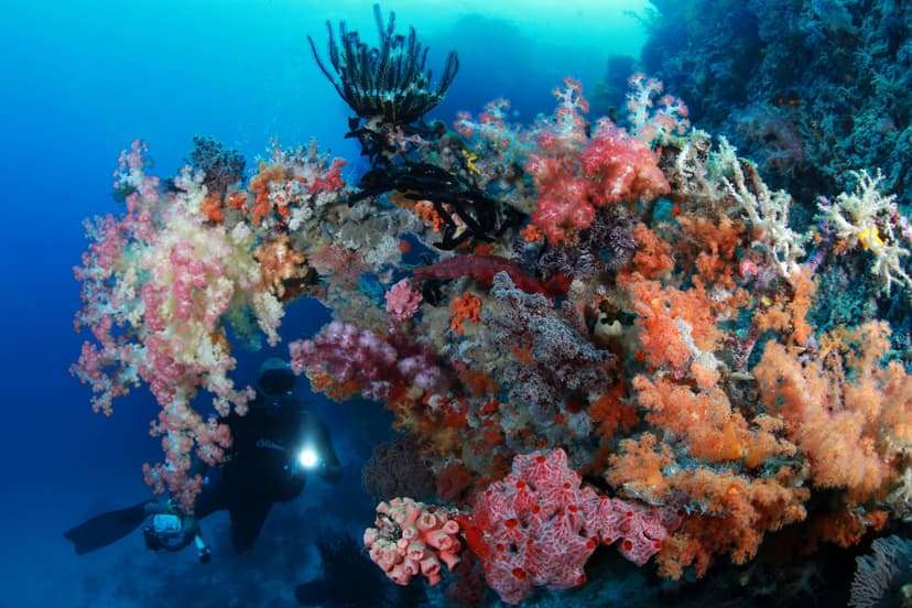 Raja Ampat · Reefs, Seamounts & Macro