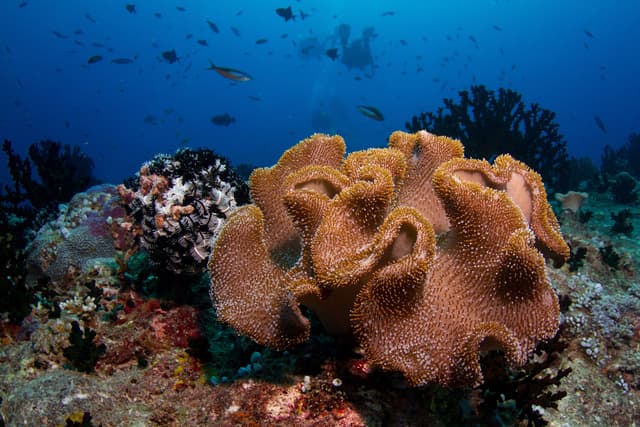 Maldives liveaboard diving