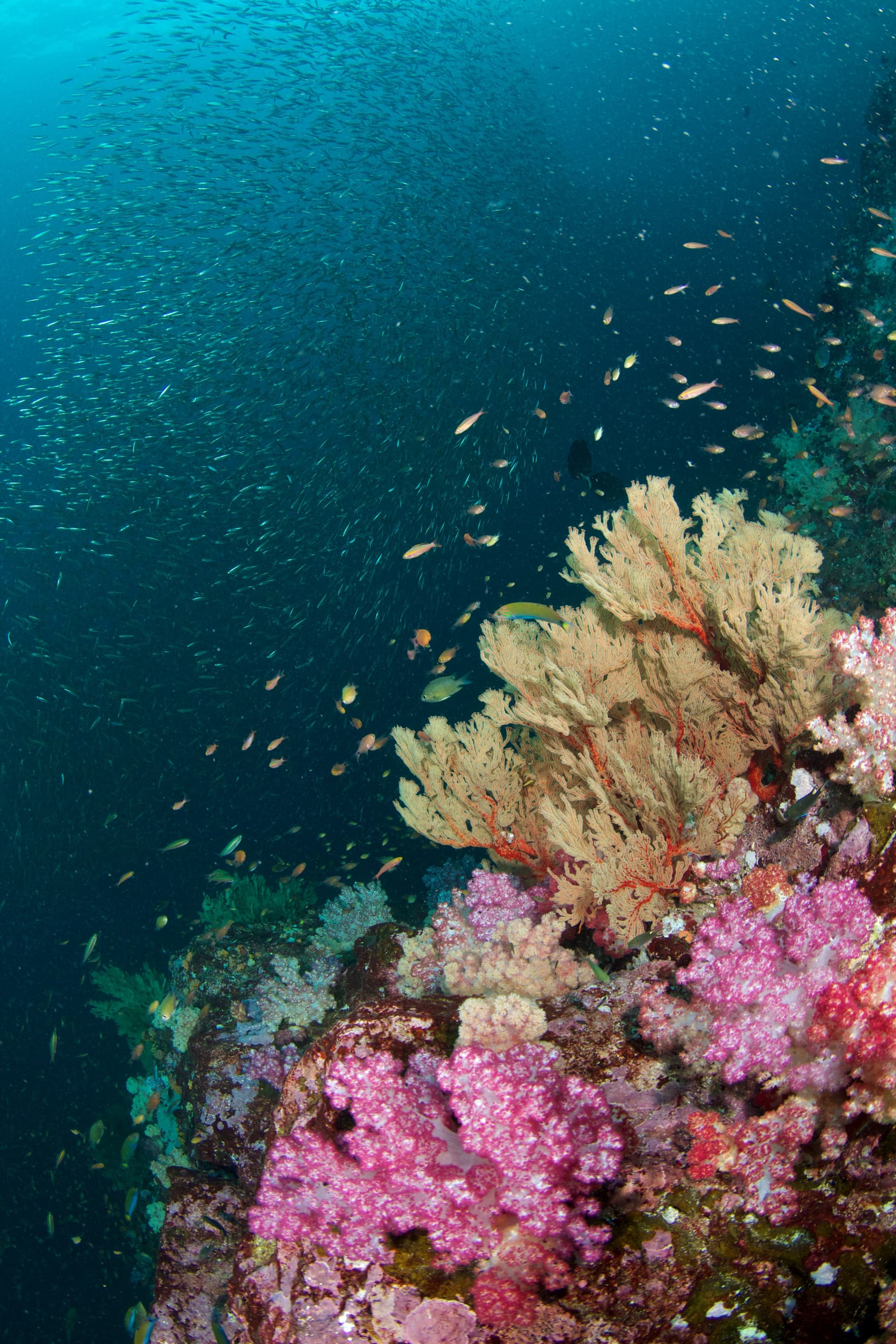 Myanmar diving — image 4