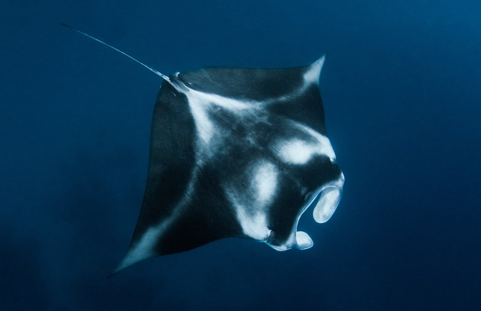 German Channel, Palau