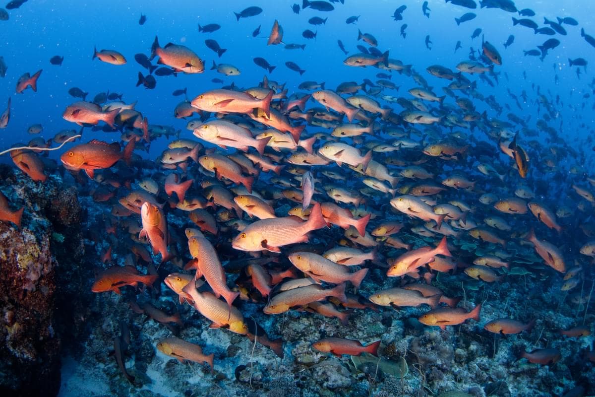 Palau diving — image 3
