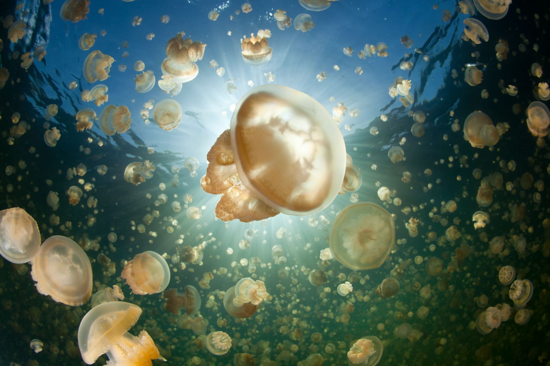 Jellyfish Lake, Palau