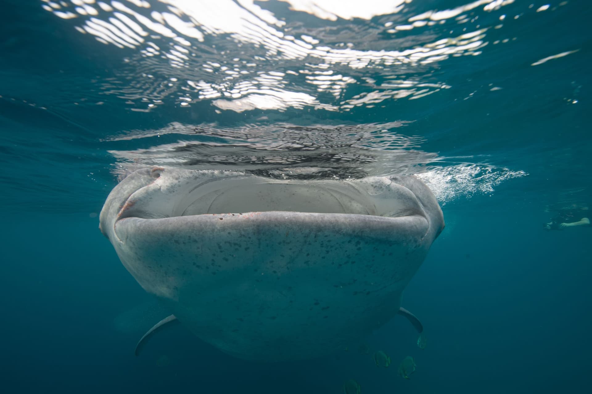 Philippines diving — image 2