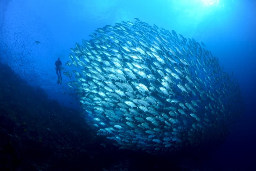 Liveaboard Diving with Kids: Family-Friendly Options