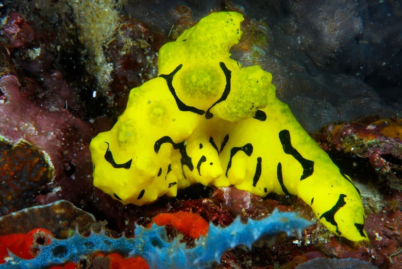 Philippines Diving Costs: Tubbataha, Malapascua and Coron Budgeted Honestly