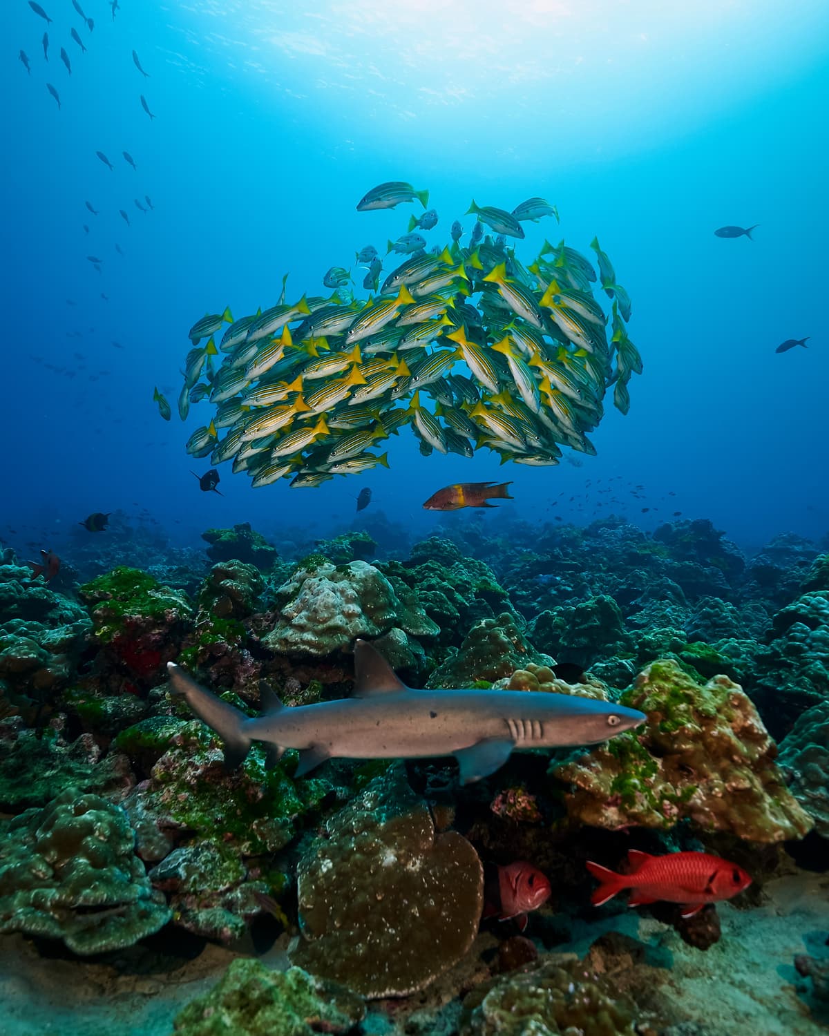 When to Dive the Red Sea: Month-by-Month Guide