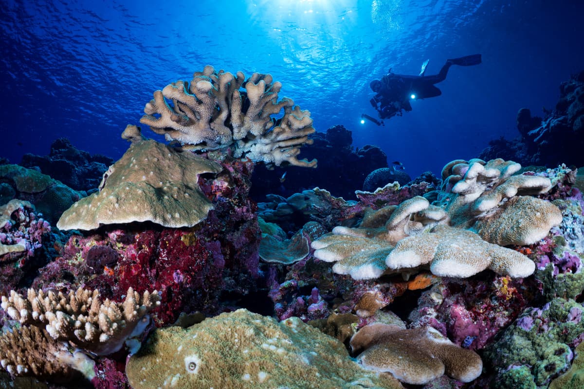 Solomon Islands Diving Guide: Wrecks, Reefs, Seasons and the Two Boats
