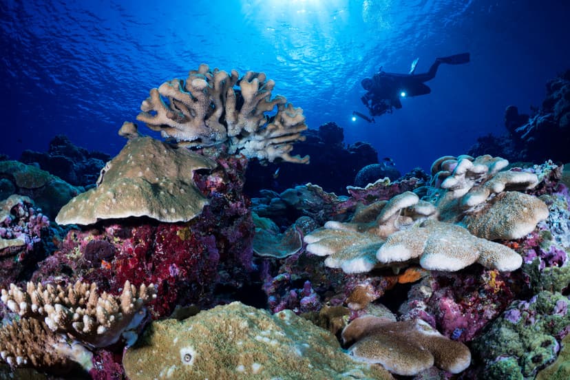 When to Dive the Solomon Islands: A Month-by-Month Season Guide