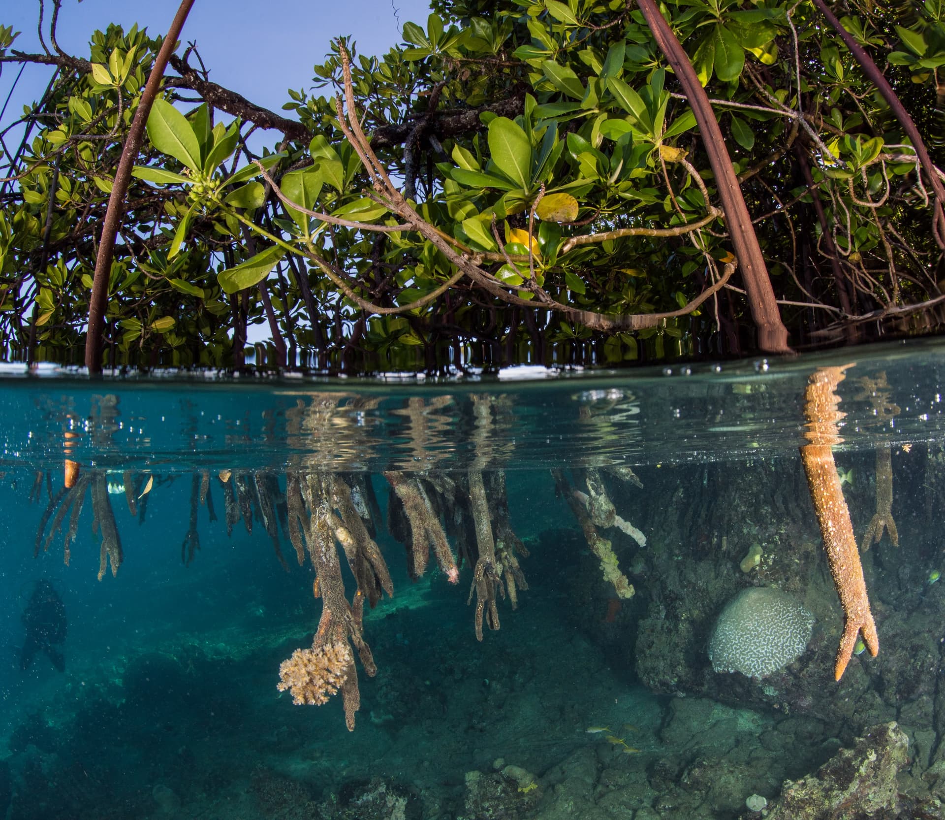 Solomon Islands diving — image 3