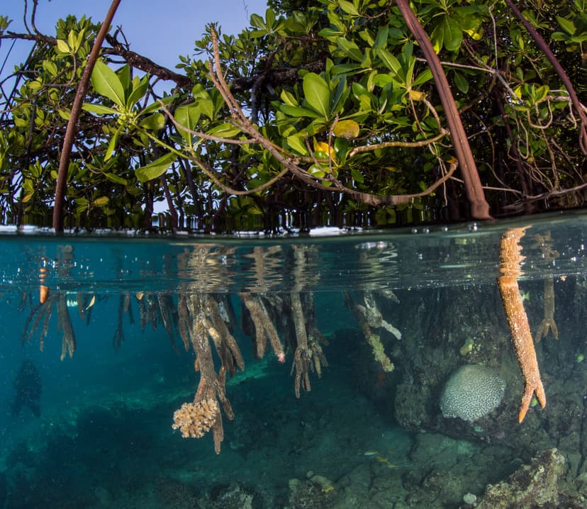 How Much Does a Solomon Islands Liveaboard Cost? Real 2026 Prices