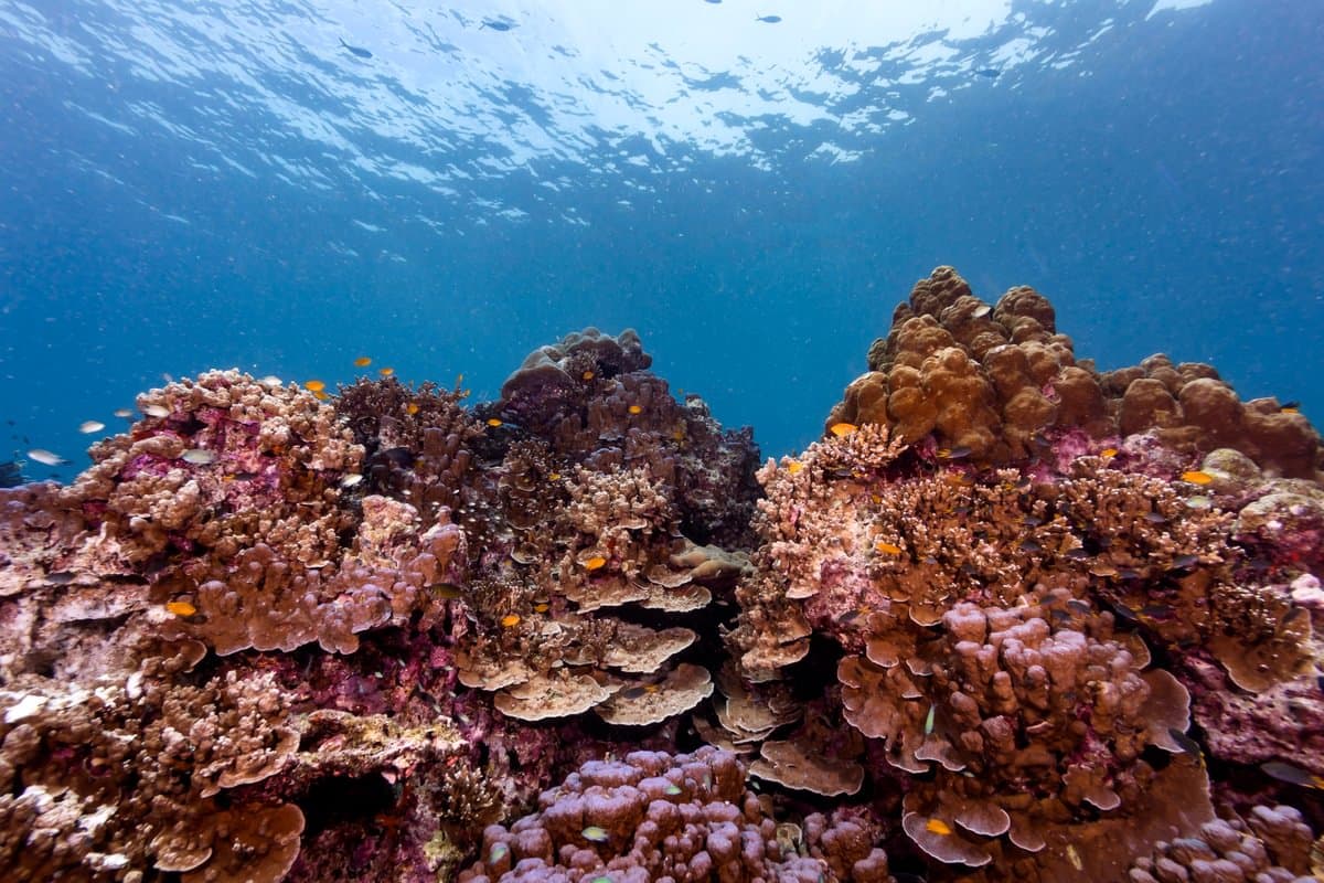 Thailand diving — image 5