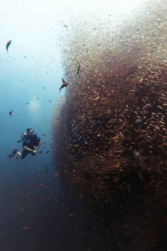Schooling fish underwater