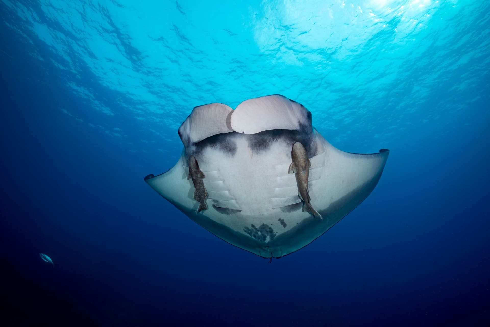 Manta ray, Thailand