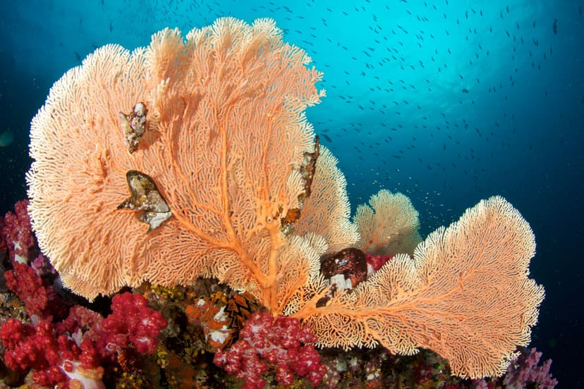 Oman: The Middle East's Hidden Diving Gem