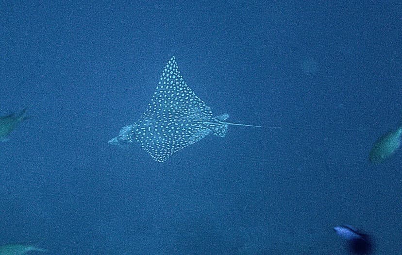Oman Diving Costs: What a Musandam Dhow Week Really Runs