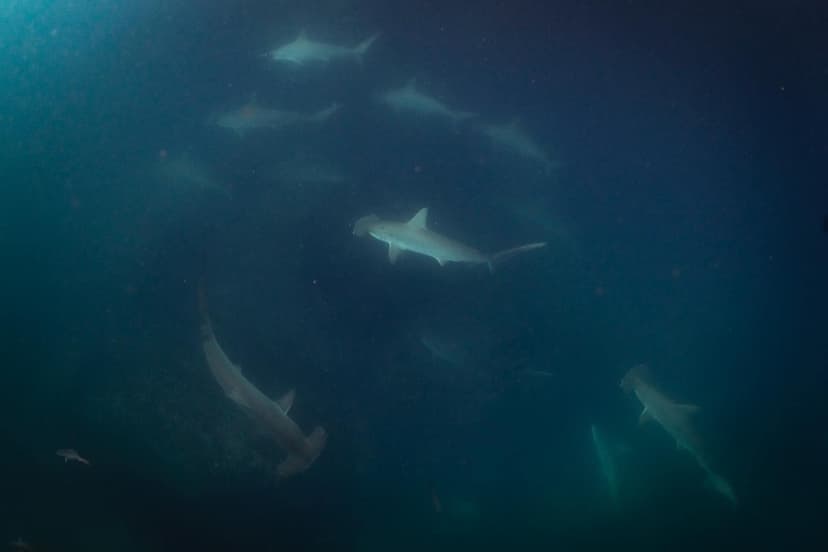 What a Cocos Island Trip Really Costs (and Why It Sells Out a Year Ahead)