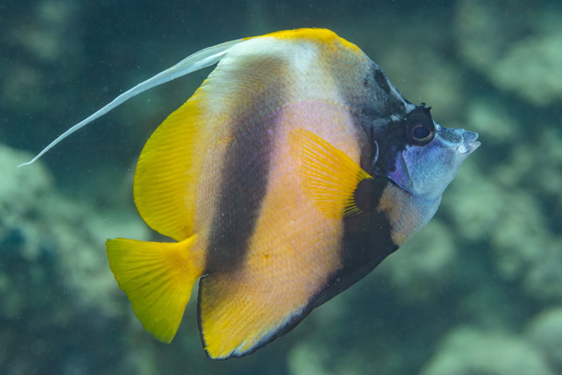 Danak Island, Saudi Arabia