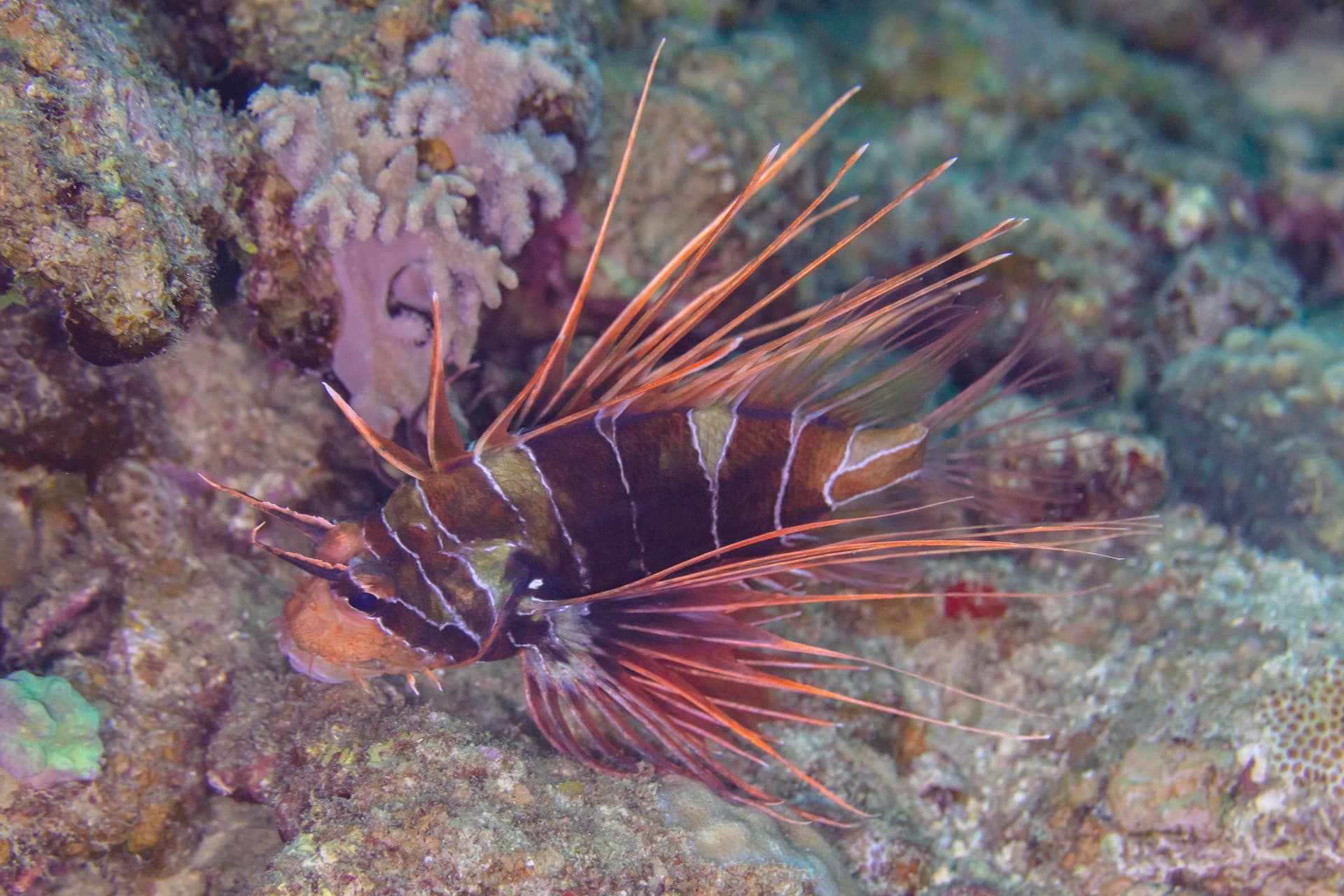 Gorgonia Reef, Saudi Arabia