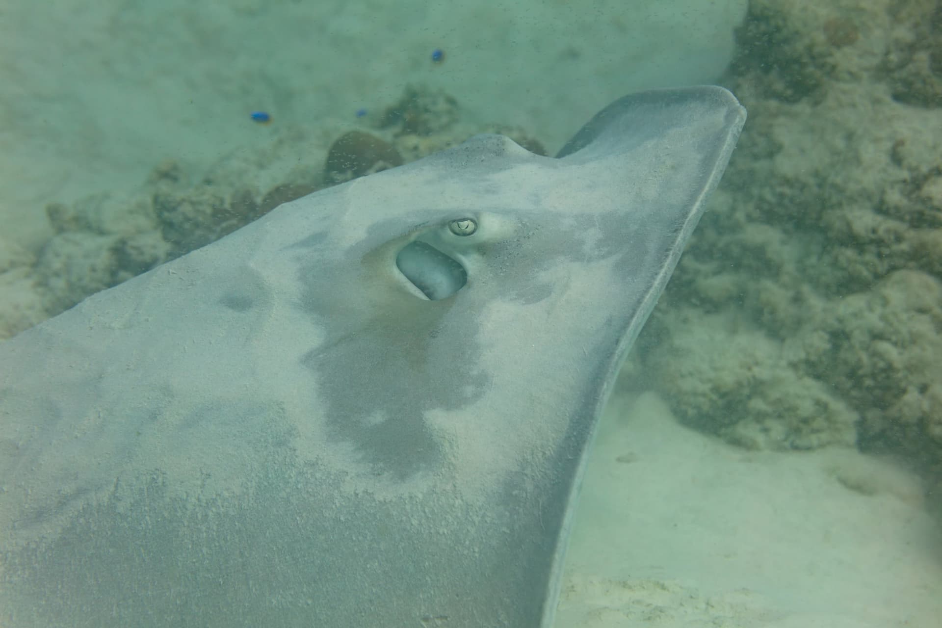 Shark Bank, Seychelles