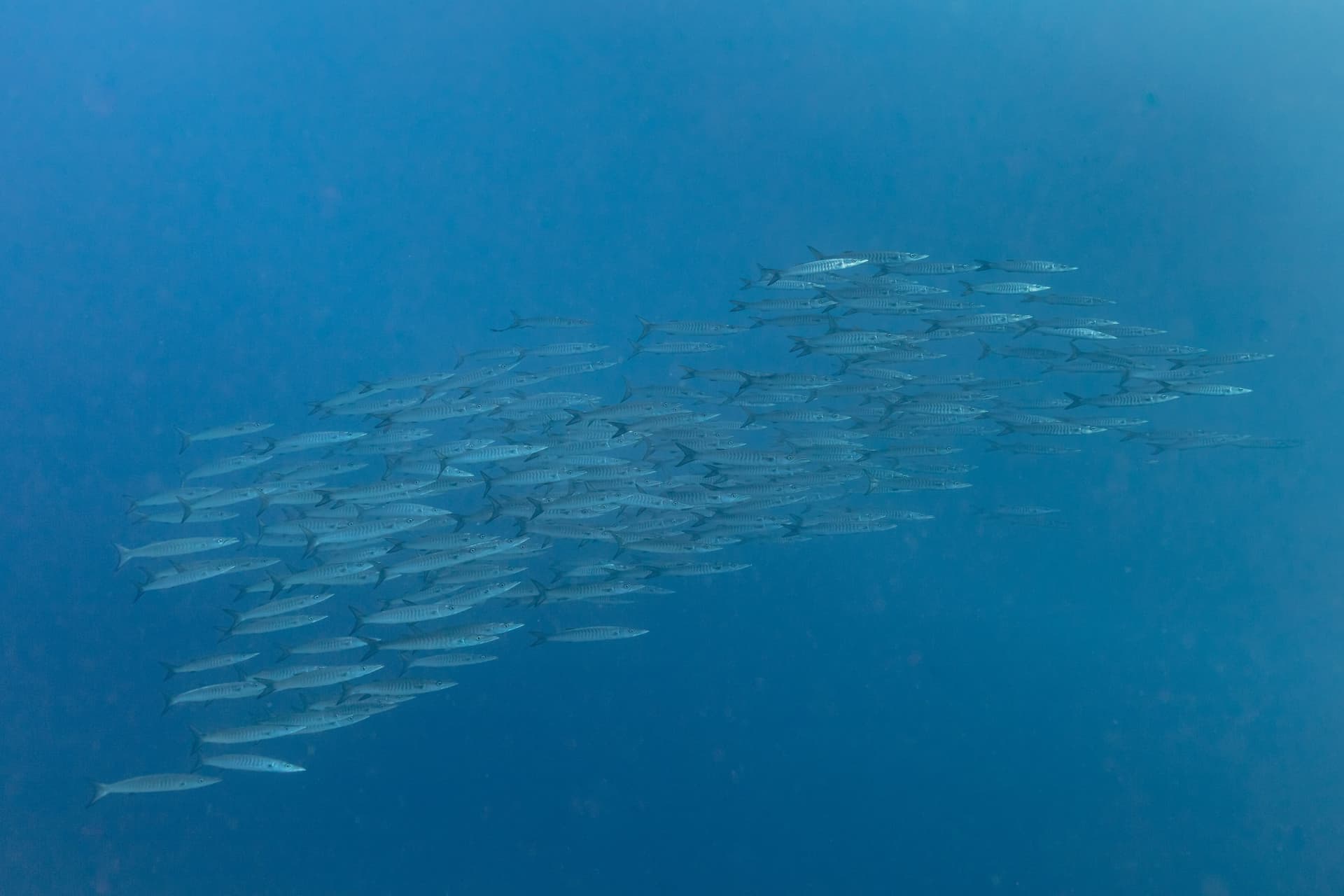 Ras Mohammed National Park, Red Sea