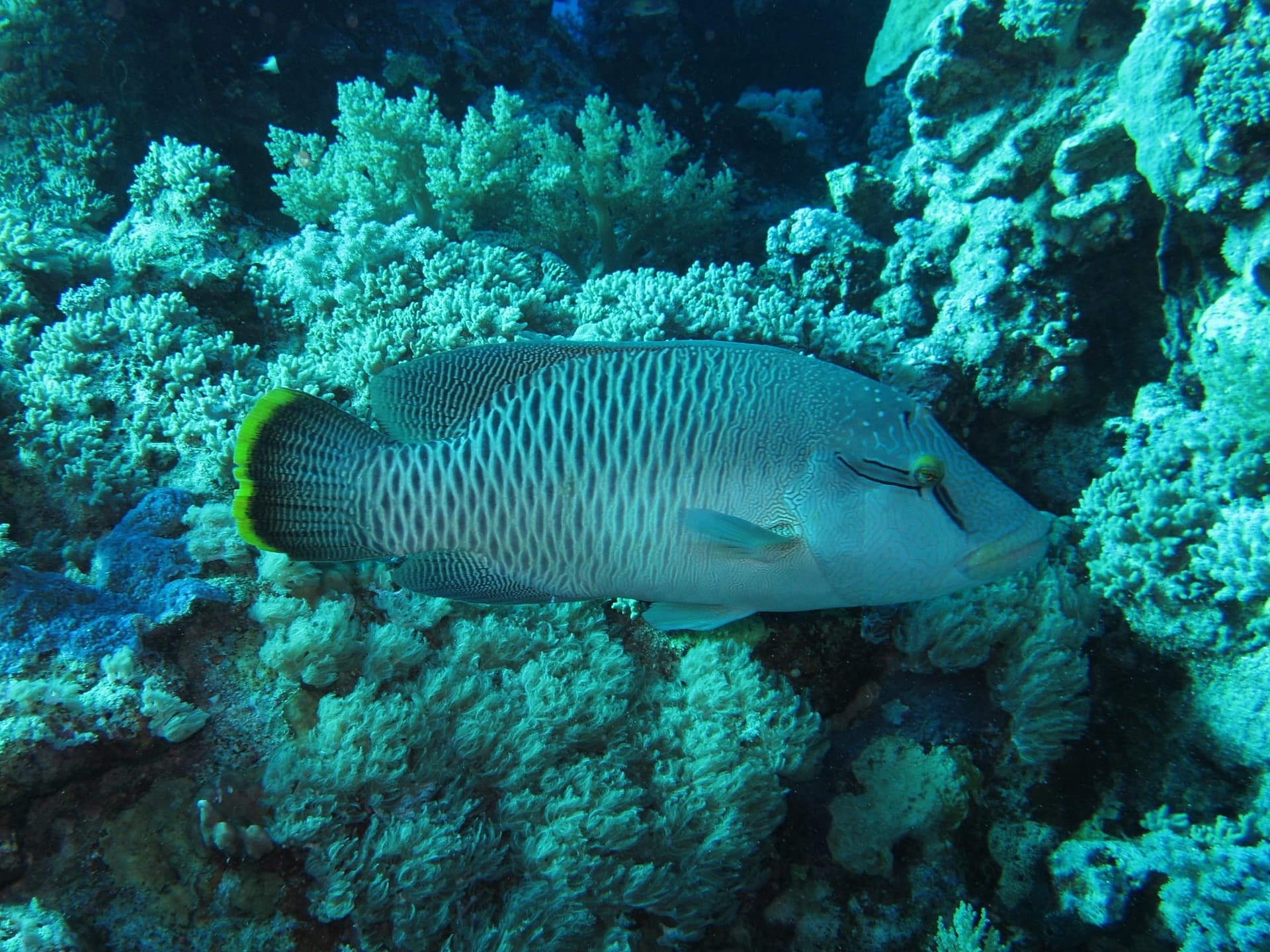 Deep South: St John's, Rocky & Zabargad, Red Sea