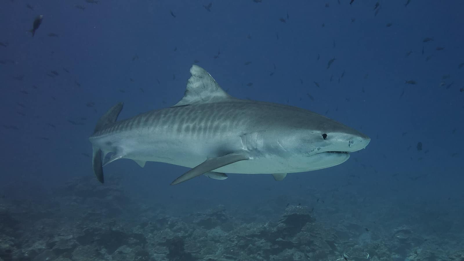 Fuvahmulah