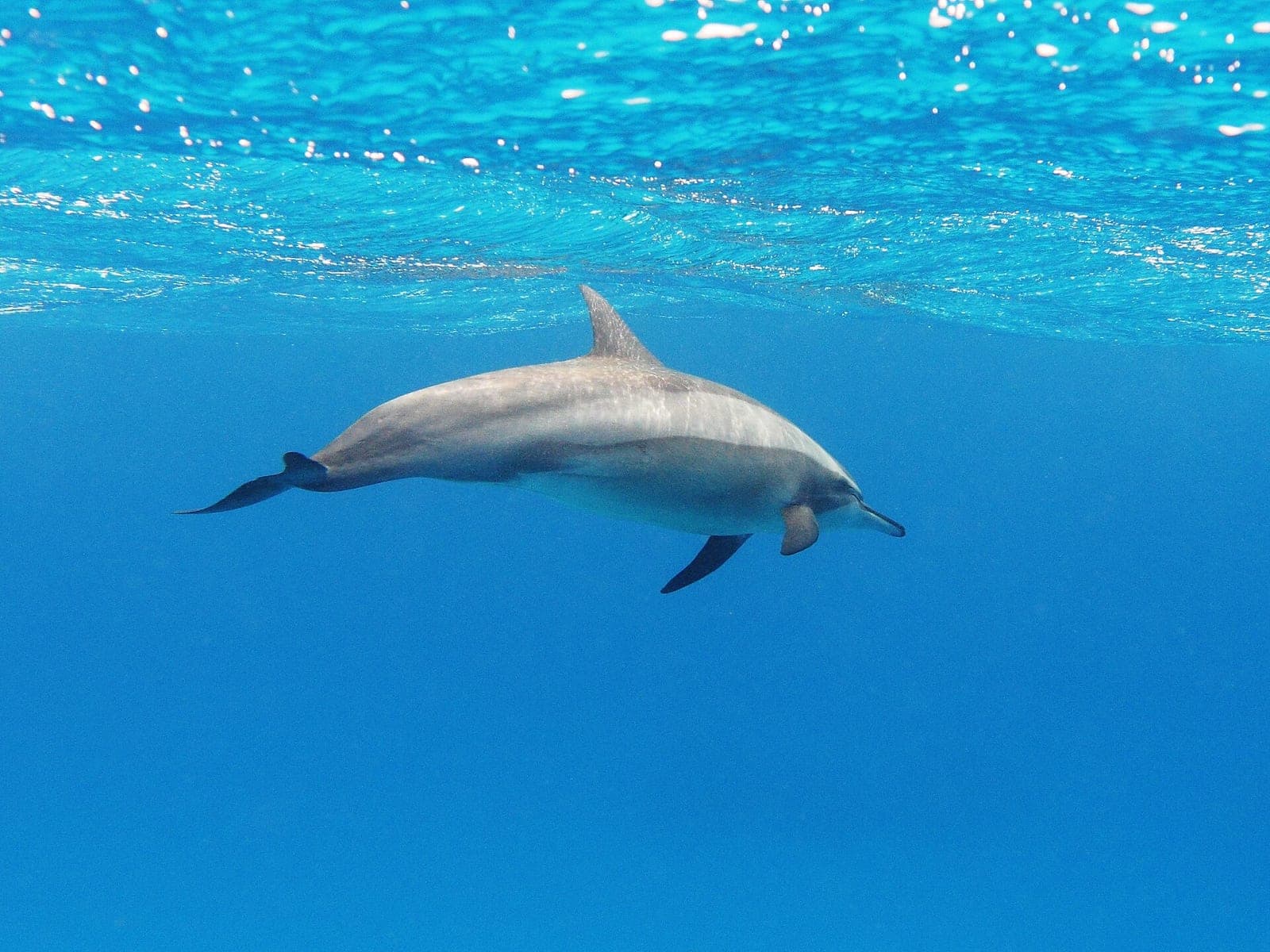 Dolphin