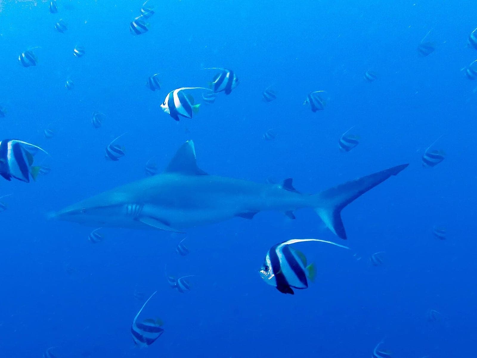 Grey reef shark