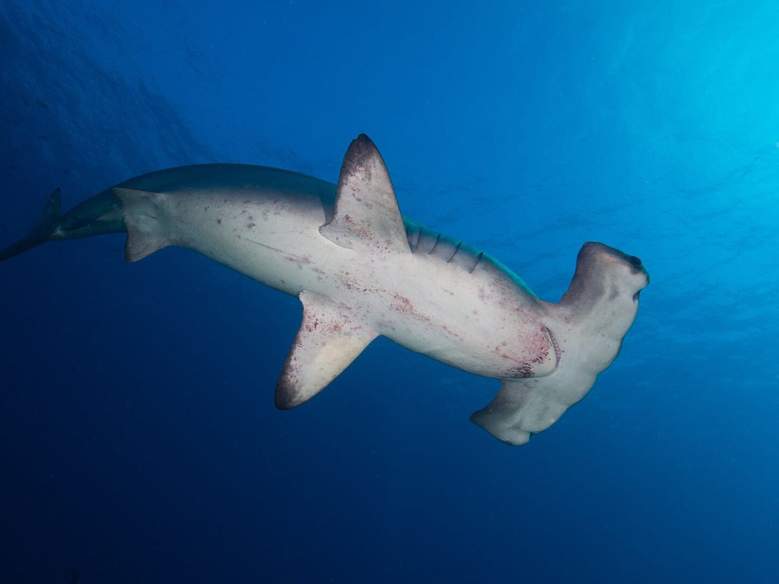 Scalloped hammerhead